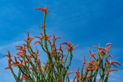 Ocotillo