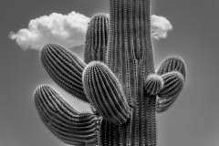 Saguaro in Monochrome