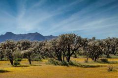 Cholla Forest