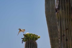 Cactus Wren