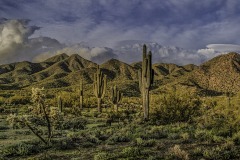 Lost Dog Trail