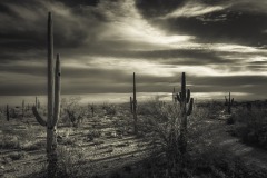 Desert Shadows
