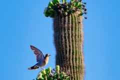 American Kestrel & White-Winged Dove