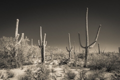 Desert Monochrome