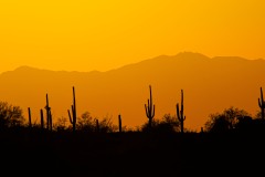 Stand of Saguaros