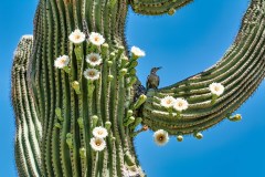 Saguaro in Bloom