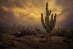 Monsoon Season