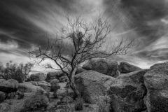 Bare Tree