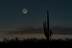 Wee Crescent Moon in the Desert
