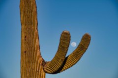 Giant Saguaro Playing Catch With the Moon