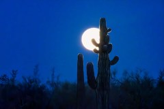 Desert Moonset