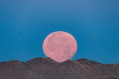 Winging' Past the Strawberry Moon