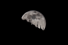 Silhouetted Saguaros