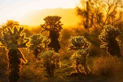 Chollas at Sunset