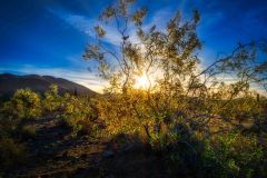 Creosote in Bloom