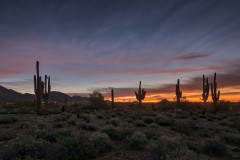 Desert Dawn