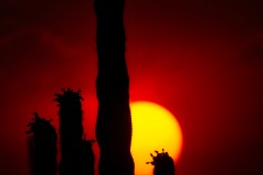 Bird, Saguaro & the Sun