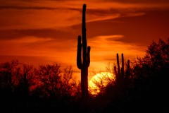 Saguaro at Sunset