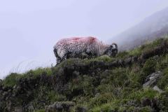 Grazing in Fog