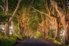 Dark Hedges 6am