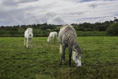 Grazing in Carney