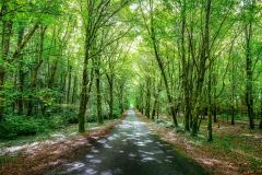 Lough Key Forest Park