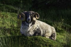 Connemara Ram