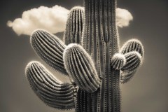 Saguaro in Monochrome, Scottsdale